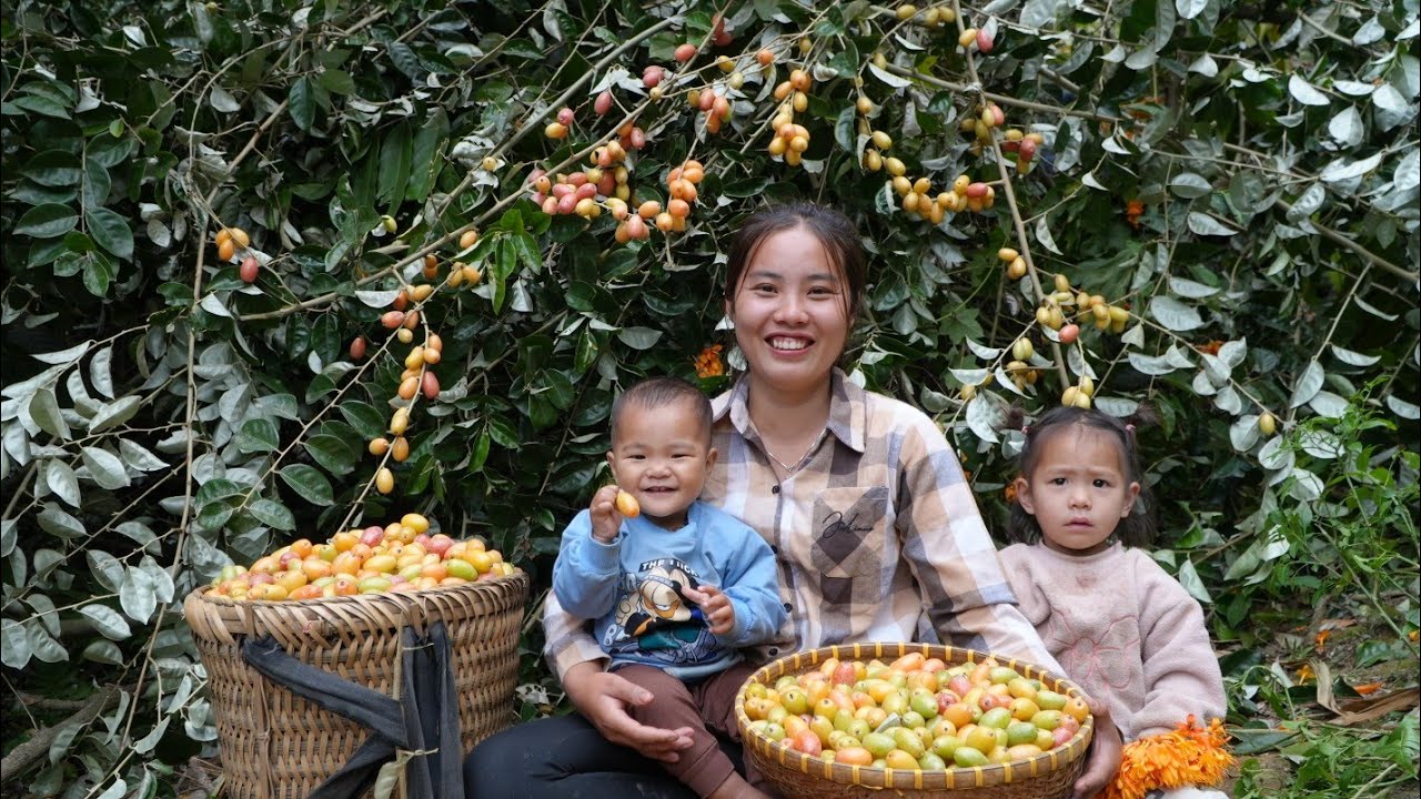 Harvesting giant red fruit garden to sell at market - cooking porridge for little daughter to eat