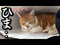 【GW】ヒマすぎる猫が、このあと大暴れ