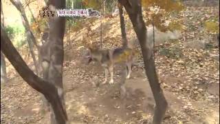 늑대 사파리 잔혹사 @TV 동물농장 20121202 - YouTube 늑대 사파리 잔혹사 @Tv 동물농장 20121202 - Youtube