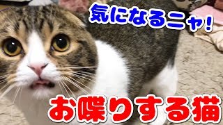 洗濯機の隙間がとにかく気になる！【スコティッシュフォールド】【Scottish Fold】