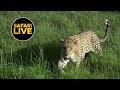 safariLIVE - Sunrise Safari - January 28, 2019