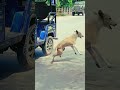 Dog is😭 best friend 🐶ever or maaf karna 🥲#viraljump #dogclothes #dogshorts #animals #viraljump