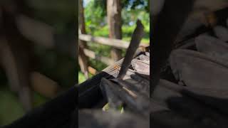 Tiny Fire Ants, Big Teamwork! 🐜🌿 | Nature’s Incredible Engineers #fypシ゚viral #fireants