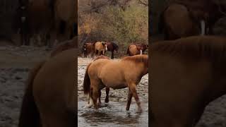 Beautiful Band Of Wild Horses Crossing The Salt River In Arizona  #wildmustangs