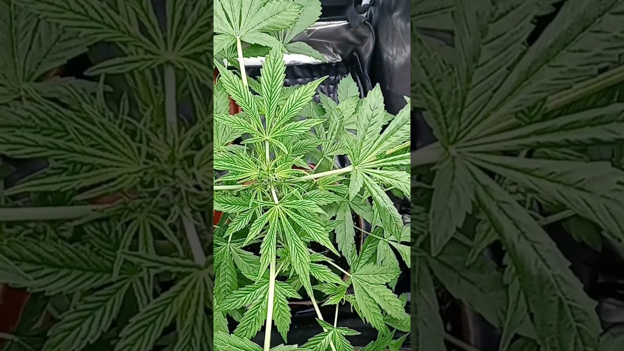 Update on my Garden. Expert Seeds. Seedsman Genetic.