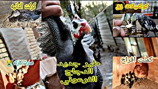 حيالله الدجاج الفرعوني 🥰شكد ضيعنه طيور 😁جبنه كوكتيل زق