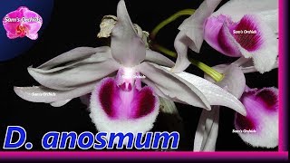 Late blooming Dendrobium anosmum orchid from Myanmar