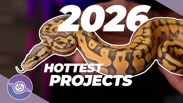 Most INSANE Ball Python Projects Going into 2026  | #ballpython #snake #reptiles