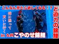 【ショップ訪問】こやのせ錦鯉店さんで九州上陸記念の錦鯉を購入! AQUARIUM 熱帯魚