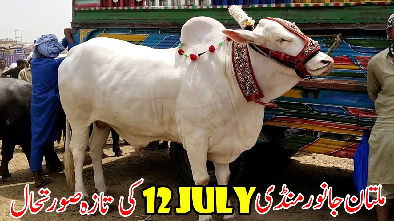 Multan Cow Mandi Beautiful Calf And Rates Urdu Hindi SS Tv YouTube