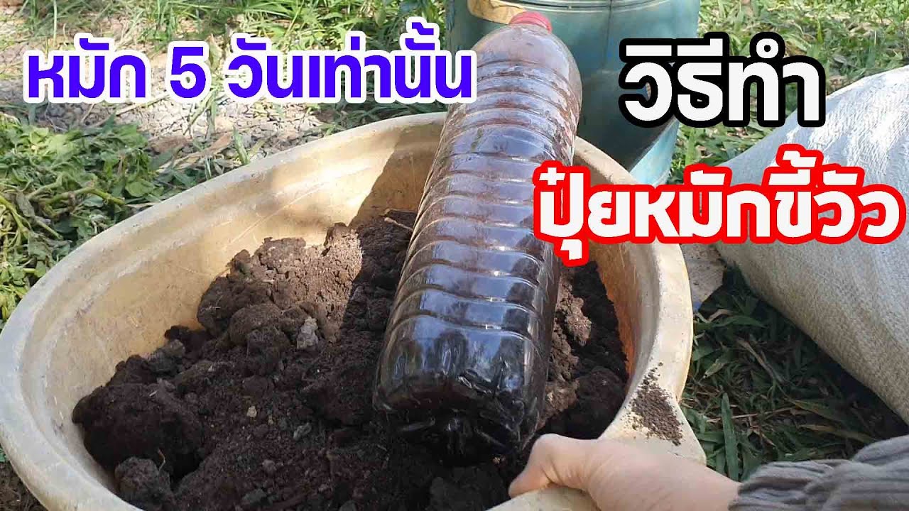 #หมักปุ๋ยขี้วัว