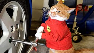 ПРИКОЛЫ С ЖИВОТНЫМИ ДО СЛЕЗ / Смешные КОТЫ 2022 / Приколы с КОТАМИ / Funny ANIMALS video