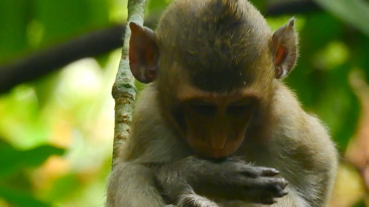 Million pity! Cold weather hurts Alba's hands, tiny girl Alba tried to keep her arms warm!