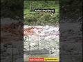 Kullu Cloud Burst #live #today #shorts #trending #flood #cloudburst #himachal (‎⁨@pahadismwild)