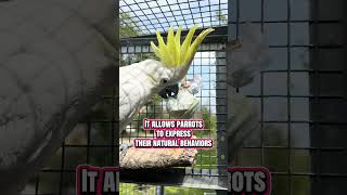 🦜♥️ #pappagallo #animalidomestici #amantedipappagalli #pappagallo #uccelli