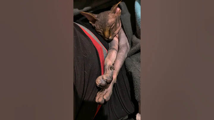 Video 3561731: sphynxcat cutecat, sleeping sphynx