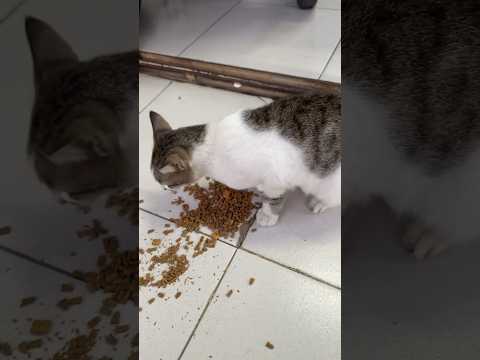 Kasih Makan Kucing Random #catlovers #cat #cats