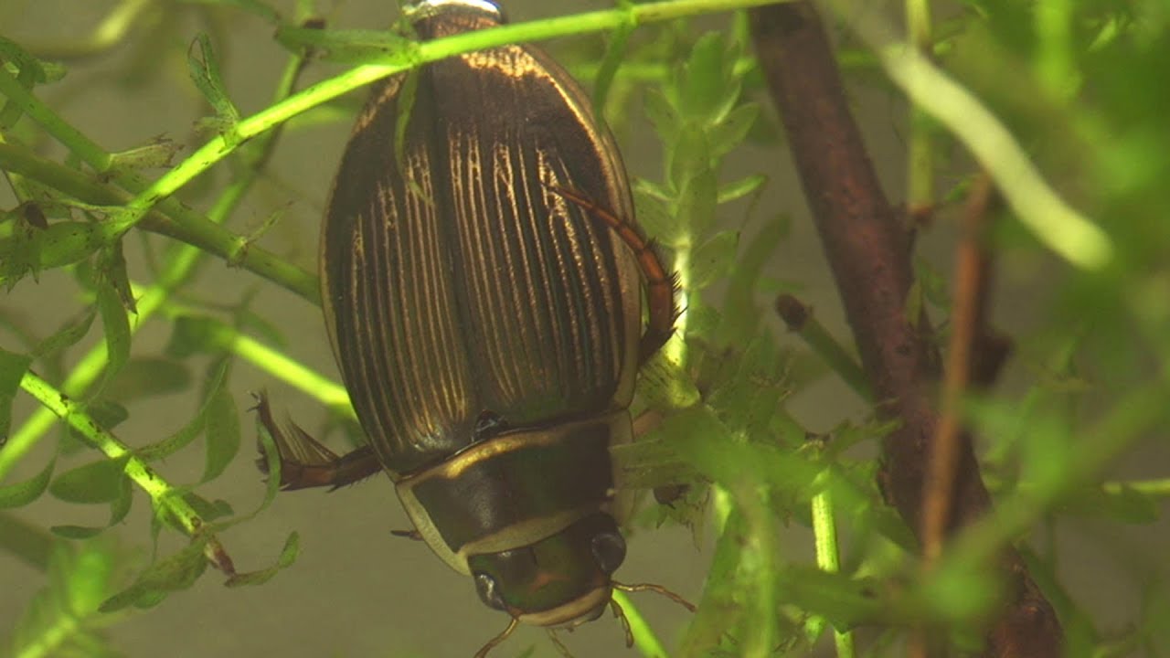 Smådyr i vandhullet