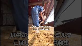 仔牛がバケツからミルクこぼしたらちょっとしたハプニング起きた #仔牛 #子猫 #shorts