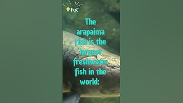 Big Arapaima Fish #interestingfacts #didyouknowfacts #shorts #arapaima