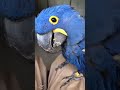funny and cute birds #funny #funnybirds #pets #funnypets #birds #funnyanimals #parrot
