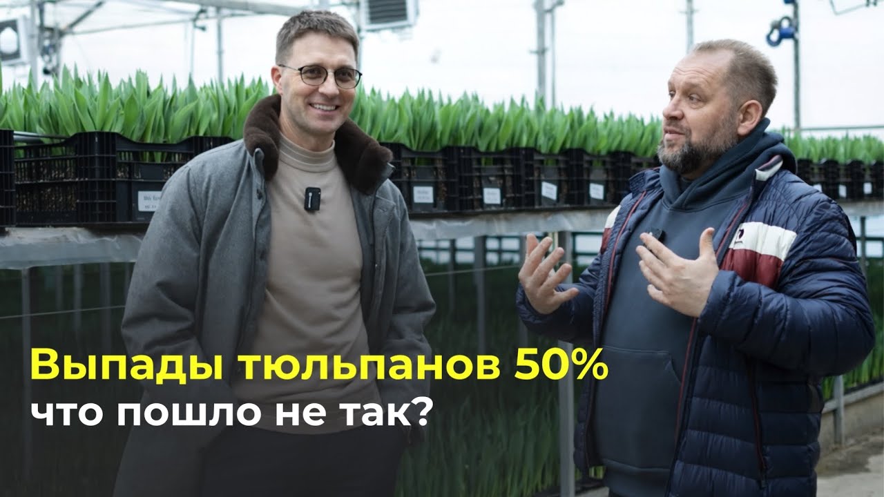 Выгонка тюльпанов в тепличном комплексе на 1000 м.кв.: ошибки, решения и результаты 