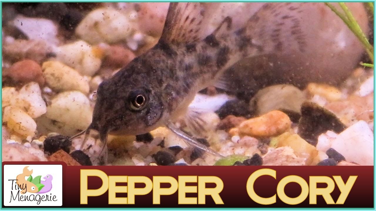 All About Pepper Corydoras The Bulletproof Cory! YouTube