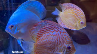DISCUS FISH DISEASES: The Top 5 Reasons Discus Fish Die: How To Recognize and Prevent