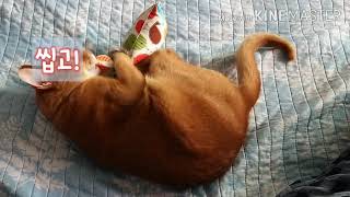 [아비시니안 하루#1] 고양이에게 캣닢쿠션이란 screenshot 4