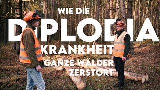 Waldsterben durch Klimawandel? Wie die Diplodia-Krankheit ganze Wälder vernichtet - Forst erklärt