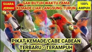 SUARA PIKAT BURUNG KEMADE PALING AMPUH ANTI ZONK ANTI GAGAL