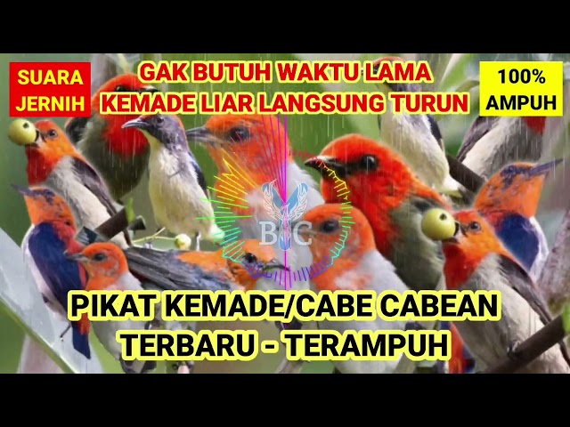 SUARA PIKAT BURUNG KEMADE PALING AMPUH ANTI ZONK ANTI GAGAL class=