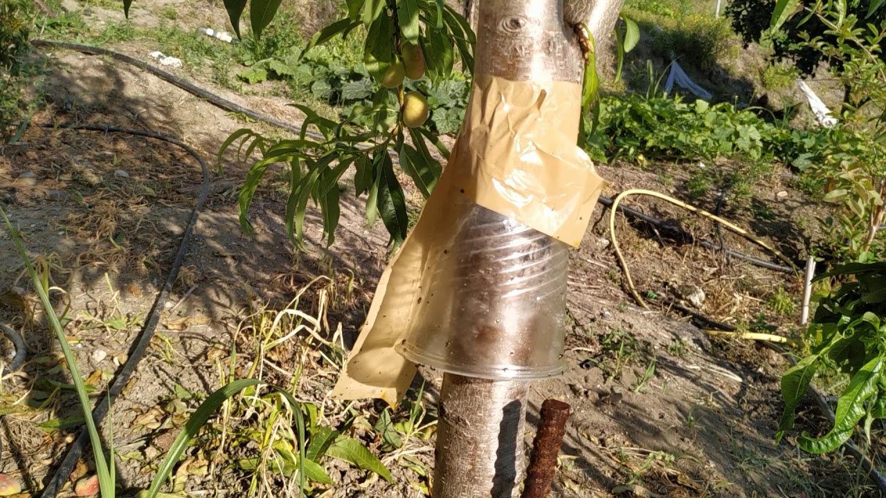 TRAMPA Para HORMIGAS F cil Sencilla Y Ecol gica YouTube