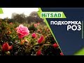 ПЛАНОВАЯ Подкормка Роз 🌹 Когда и Как Подкормить Розу  🌹 Советы Садоводам от Хитсад ТВ