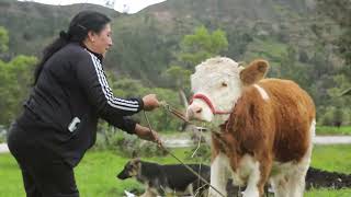 Testimonios de ganaderos y autoridades de la provincia Hualgayoc