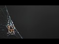 4K Free Stock Footage: Spider Close-up, Slow Motion