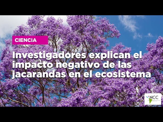 Investigadores explican el impacto negativo de las jacarandas en el ecosistema