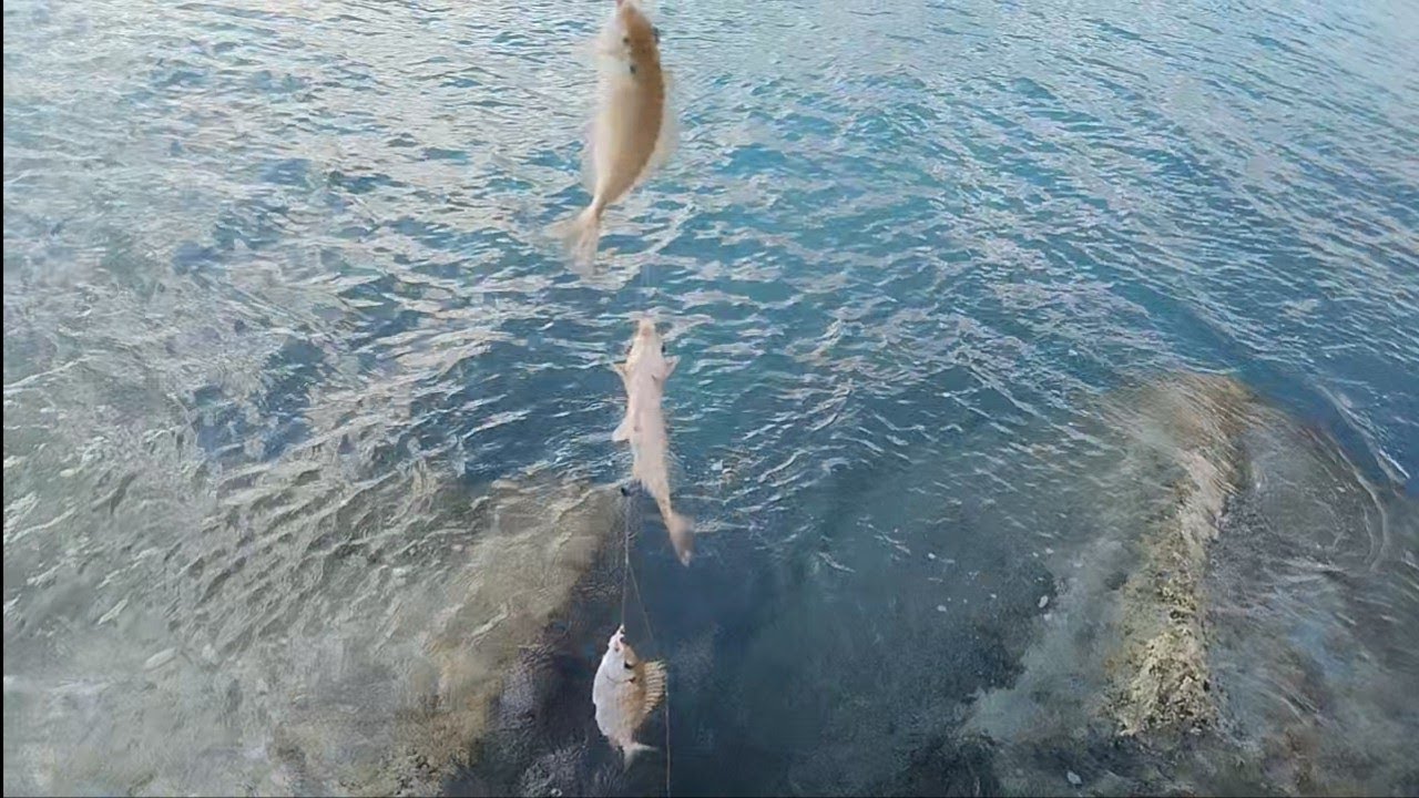 :أسهل طريقة لصيد السيجان (سمك البطاطا)  تابع تكملة الفيديو السابق