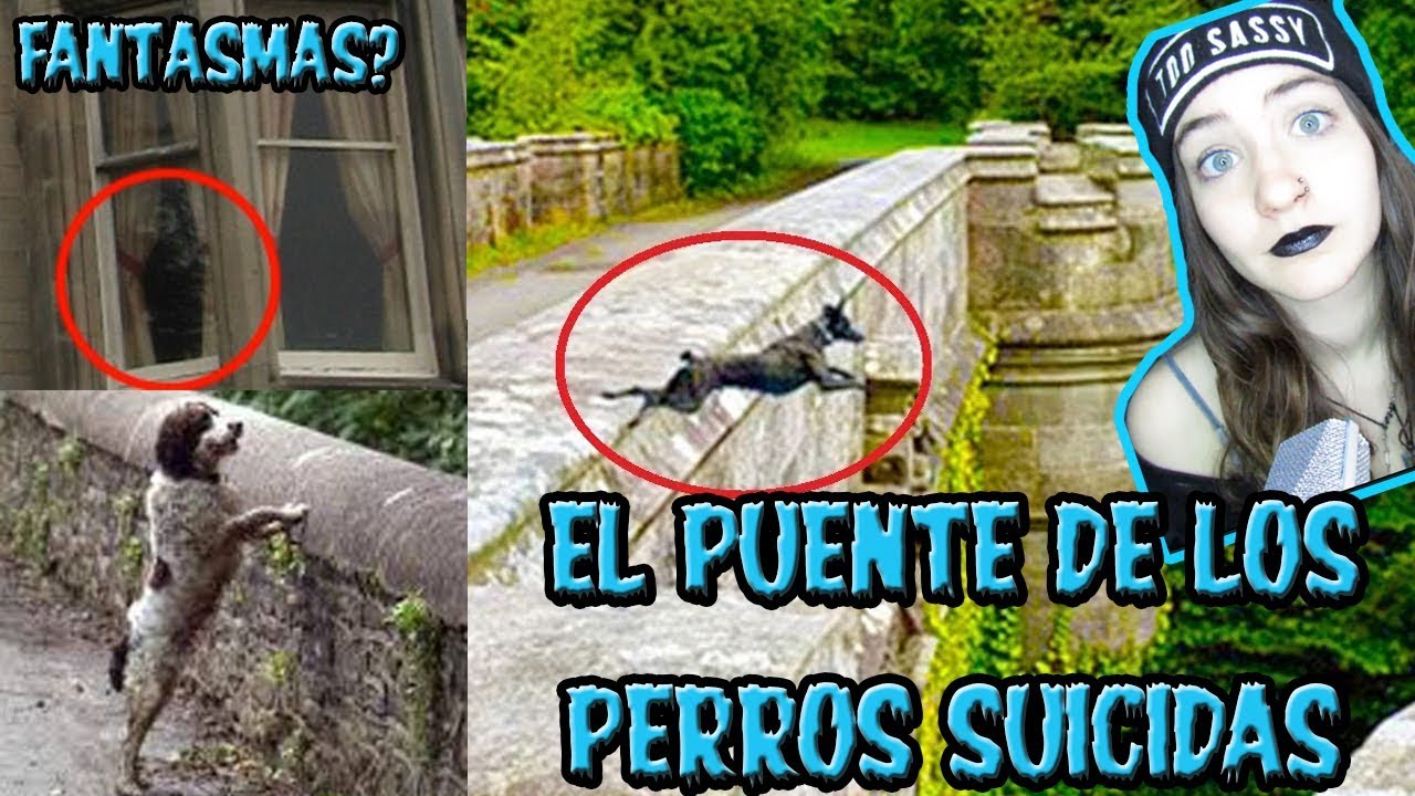 EL MISTERIOSO PUENTE DONDE LOS PERROS SE SUICIDAN