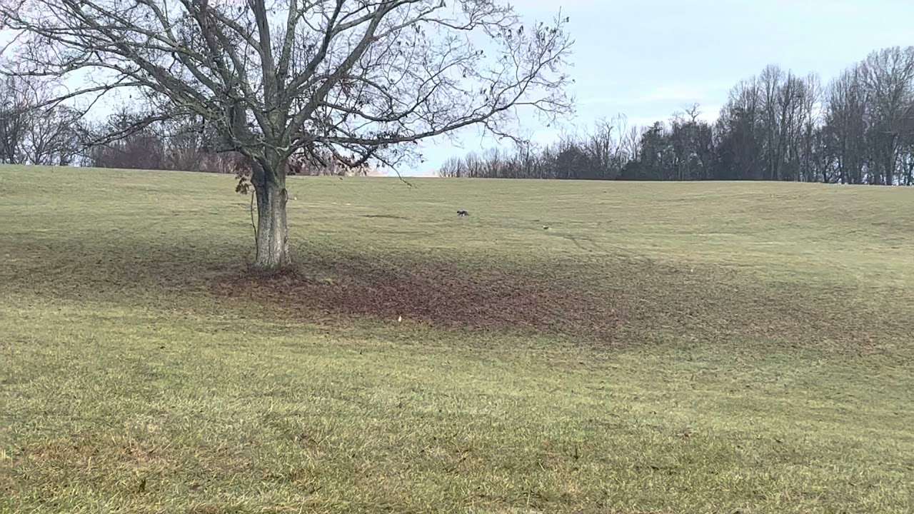 BIF - greyhound, whippet and borzoi - 2021