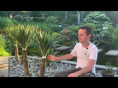Vidéo: Variétés de yucca - À quoi servent les différentes plantes de yucca