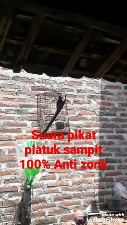 suara pikat platuk sampit