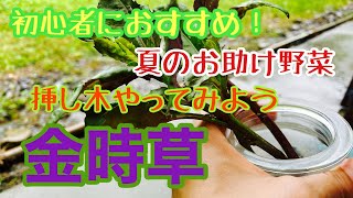 家庭菜園 初心者におすすめ 夏のお助け野菜 金時草 水前寺菜 ハンダマの挿し木やってみよう Youtube
