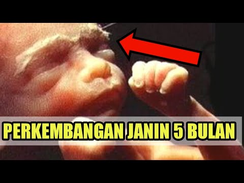 Video: Seperti apa bentuk janin 5 bulan?