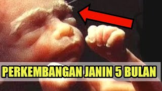 Perkembangan Janin Umur 5 Bulan Yang Normal Dalam Kandungan