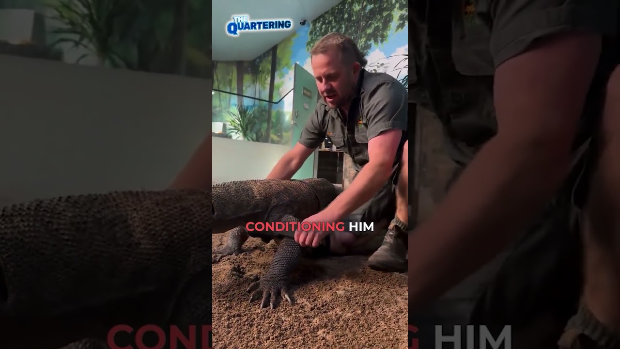 Australian Men Are Fearless #komododragon #animals #australia #wildlife