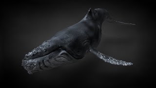 Humpback  Whale V7 Animated