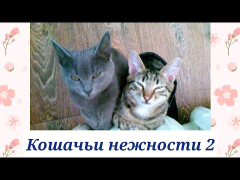 Кошачьи нежности 2. Мурчик и Ночка 🐈🐈 Cat's romantic. Cats. Relax