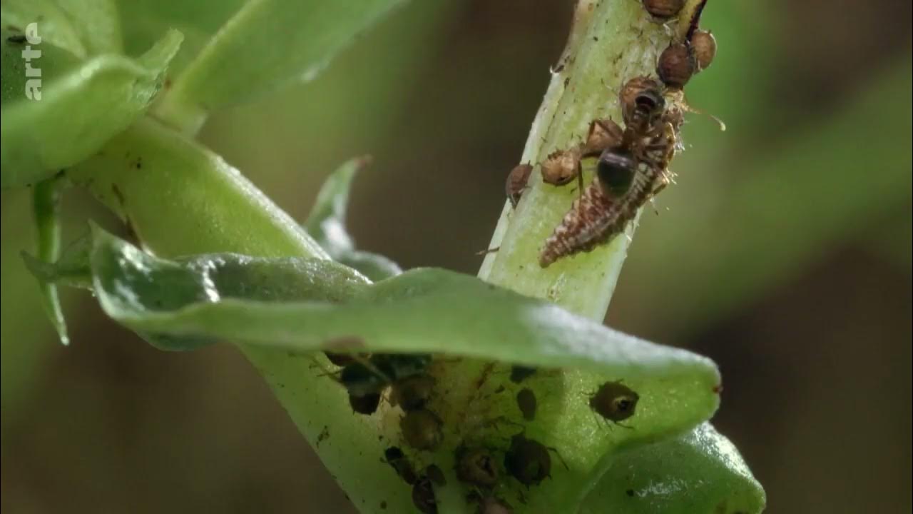Naturwunder Gemüsegarten Die große Welt der kleinen Tiere Arte Doku