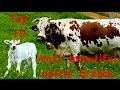 Top10 Most beautiful cattle breeds - Jersey, Dutch Belted Galloway, Higland, Heck, Belgian Blue cow
